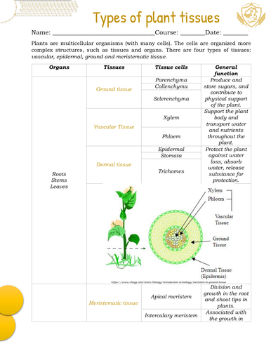 Types of plant's tissues Worksheet/Quiz