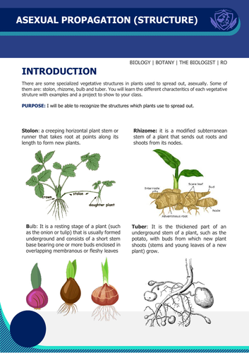 Plant propagation Worksheet / Activity