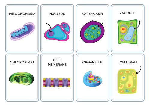 GCSE Cells Biology Flash Revision Cards | Teaching Resources