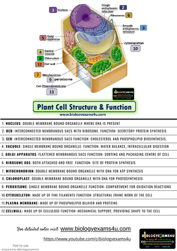 animal cell functions chart