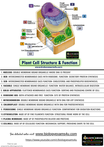 animal cell diagram and functions