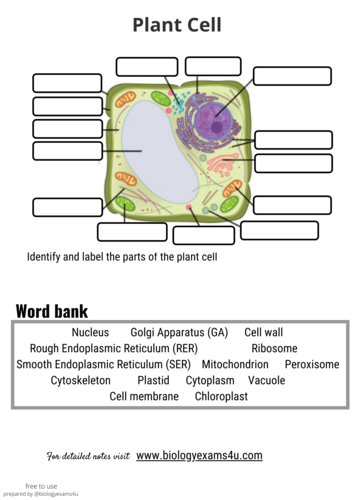 Plant Cell worksheet