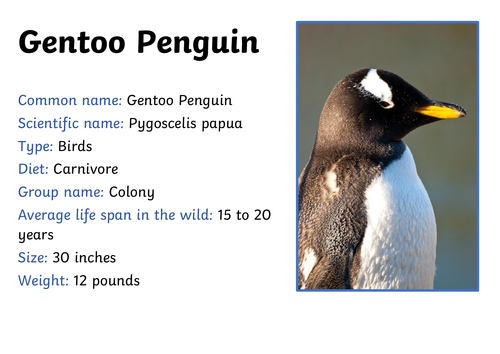 Climate change lesson - penguins