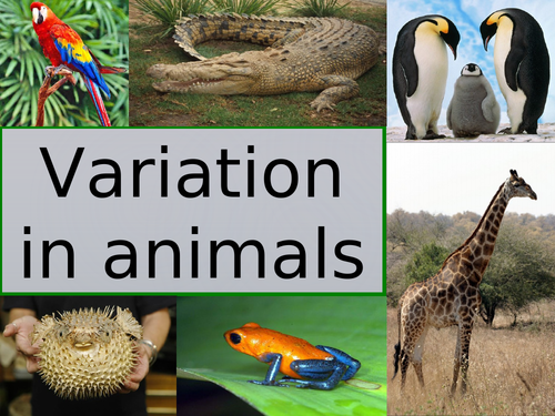 Classification of animals