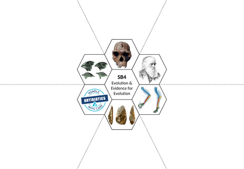 Edexcel SB4 Revision Hexagons- Evolution & Evidence for Evolution