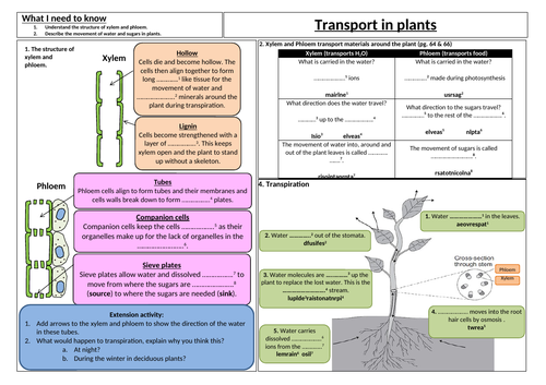 Transport in plants