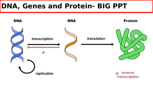 DNA, GENES, PROTEIN SYNTHESIS FULL UNIT
