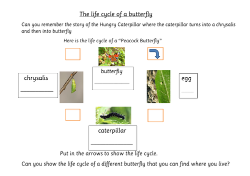 Life Cycle of a Butterfly