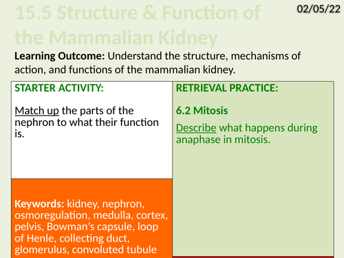OCR Biology A- 15.5 The Structure and Function of the Mammalian Kidney