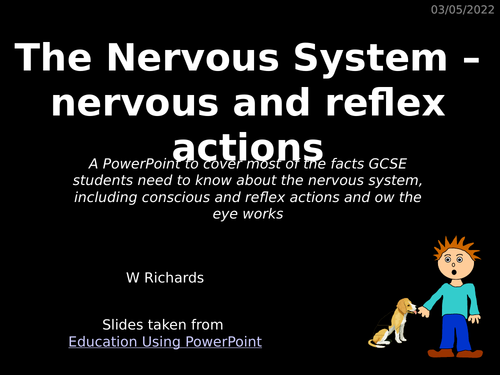 GCSE Nervous system - nervous/reflex actions