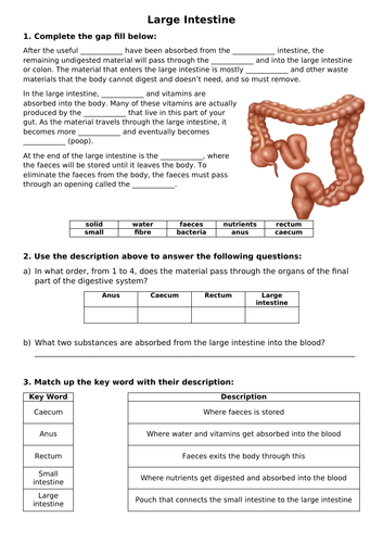 Digestive System Learning