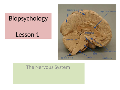 biopsychology - the nervous system