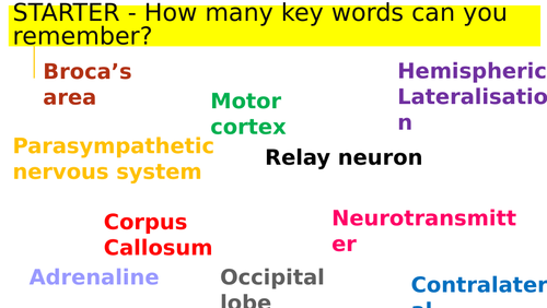 Plasticity and Functional Recovery of The Brain