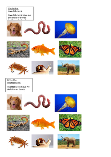 Invertebrate sorting activity