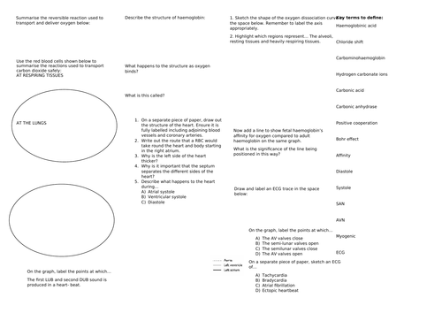 OCR A Level Biology Transport in Animals revision worksheet