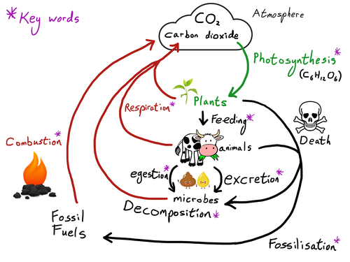 Carbon and Nitrogen cycles CCEA