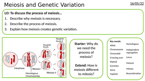 AS/A2-Level AQA Biology Meiosis and Genetic Variation Full Lesson