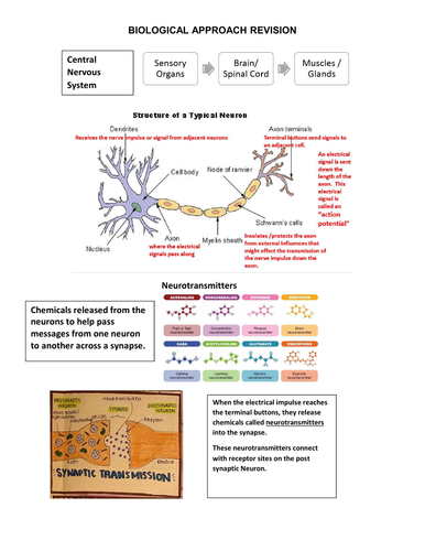 Edexcel IAL Psychology Unit 2 Complete Revision (Theories and Studies)