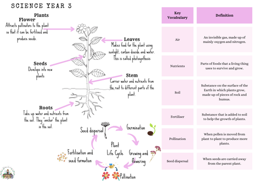 Year 3 Science: Plants - Knowledge Organiser
