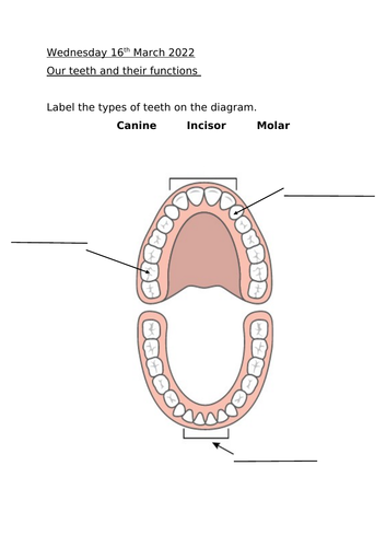 Teeth and their functions