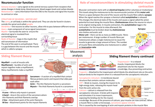 ib-sehs-topic-4-movement-analysis-teaching-resources