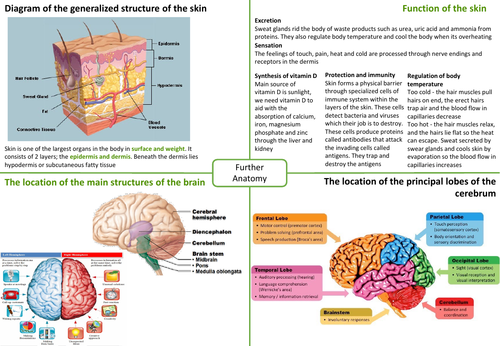 ib-hl-sehs-topic-7-further-anatomy-teaching-resources