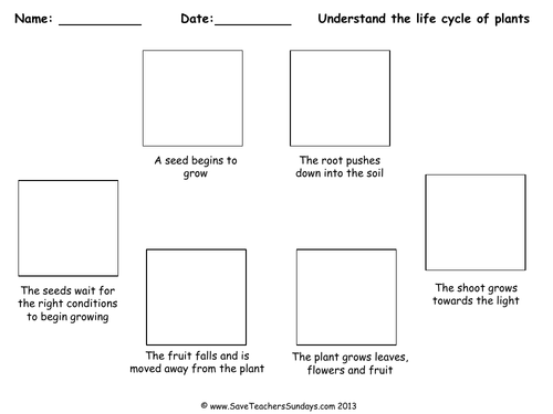 Seed Cycle KS1 Lesson Plan and Worksheet