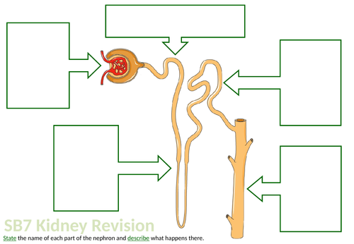 Edexcel SB7 Kidney Revision