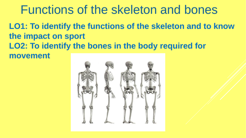 Functions of the skeleton and Bones GCSE PE (Edexcel)