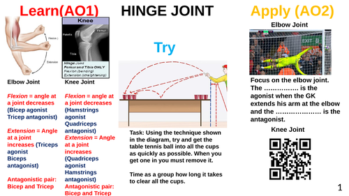 Joints, antagonistic pairs and movement GCSE PE (Edexcel)