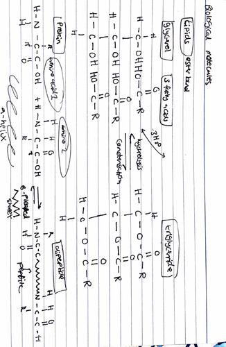 Unit 1 Biology IAL EDEXCEL