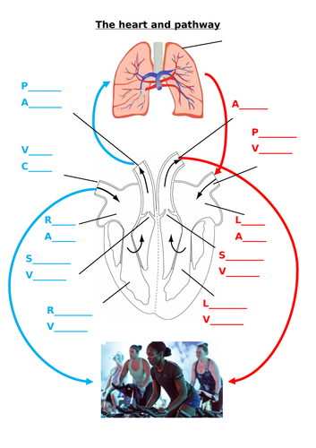 The Heart  and vascular shunting GCSE PE (Edexcel)