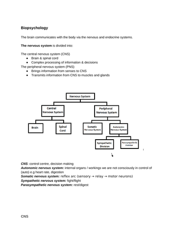 AQA A Level Psychology Biopsychology notes