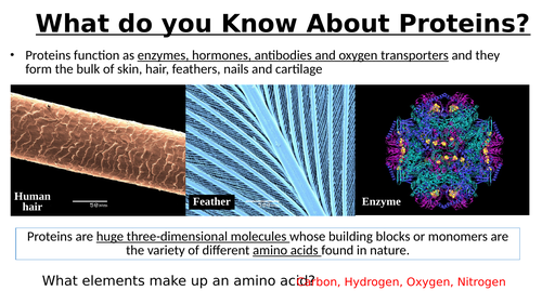 A-Level AQA Biology - Amino Acids + Protein Structure