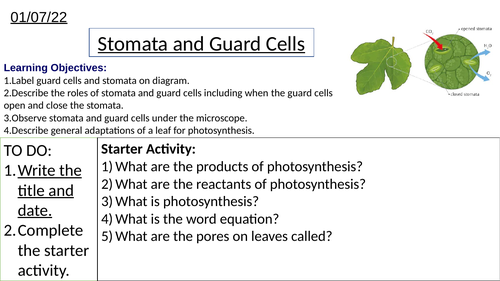 GCSE Biology Stomata and Adaptations of a Leaf for Photosynthesis: Complete Lesson