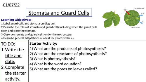 Stomata and Adaptations of a Leaf for Photosynthesis
