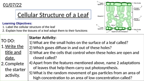 Cellular Structure of Leaf and Adaptations of Plant Tissues