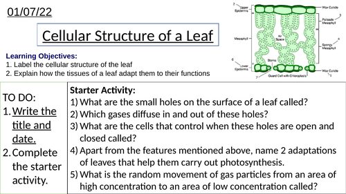 GCSE Biology Cellular Structure of Leaf and Adaptations of Plant Tissues: Complete Lesson