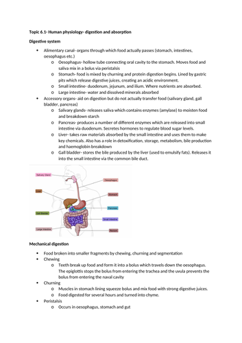 IB biology topic 6- Human Physiology