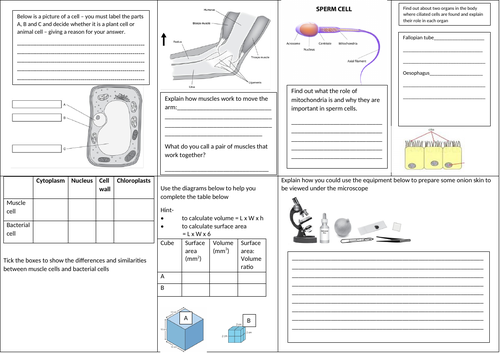 Revision: Cells