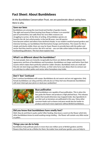 Facts About Bees KS2 COMPREHENSION