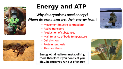 A-Level AQA Biology - ATP