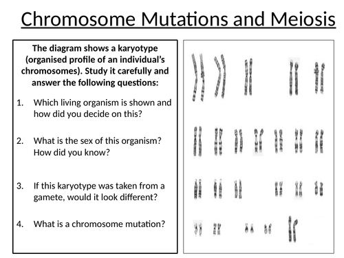 A-Level AQA Biology - Meiosis and Chromosome Mutations