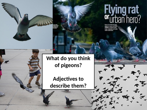 Poetry analysis KS3- using 'Pigeons'
