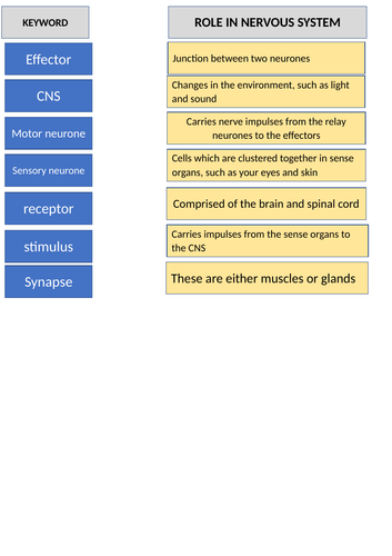 Nervous system and reaction time practical