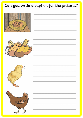 Chicken life cycle writing
