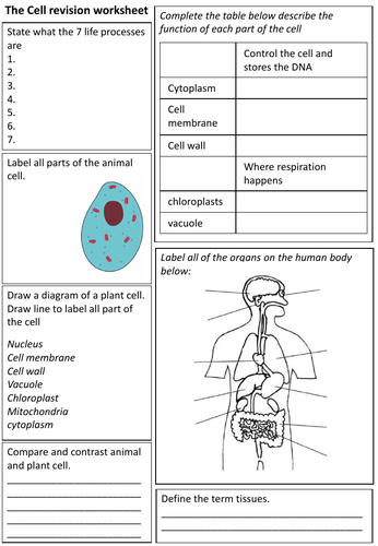 Year 7 science revision worksheet