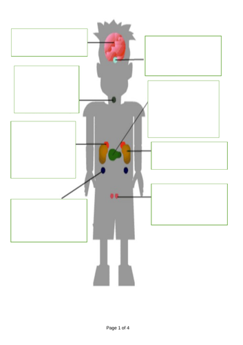 Endocrine system lesson