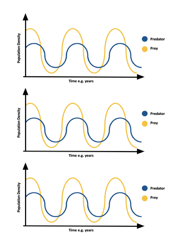 Adaptations and Predator prey relationships