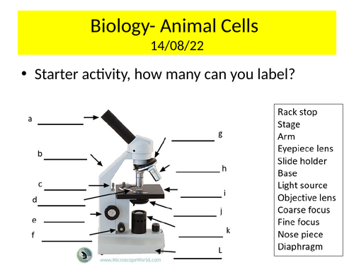 KS3 Biology Animal cells PowerPoint lesson
